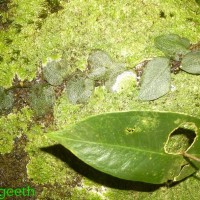 Pothos remotiflorus Hook.